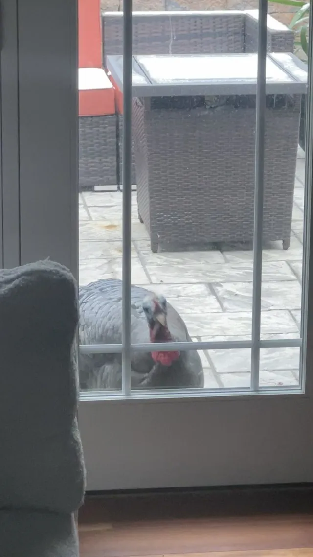 Chicken sitting on the fence